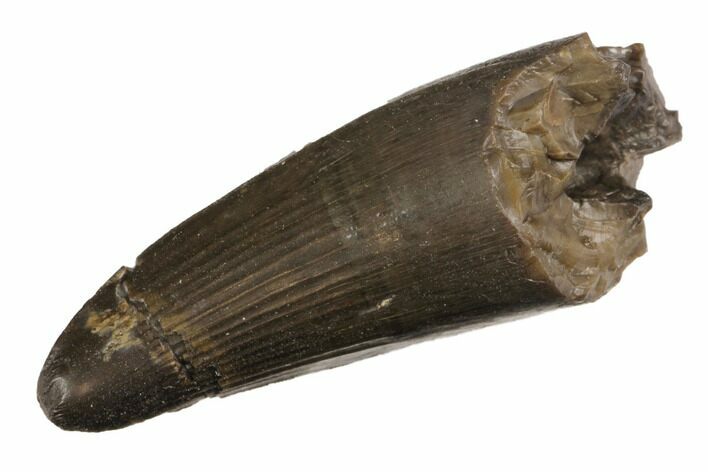 Jurassic Crocodile (Goniopholis?) Tooth - Colorado #152083